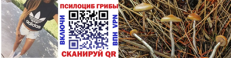 продажа наркотиков  Железногорск-Илимский  площадка телеграм  Галлюциногенные грибы GOLDEN TEACHER 